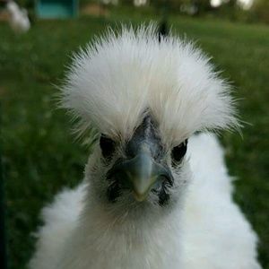 Meet your Posher, Nancy